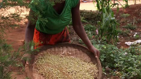 Mujer-Africana-Tamizando-Semillas.-De-Cerca