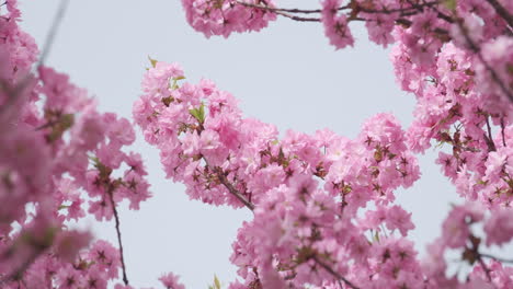 Flores-De-Cerezo-En-Plena-Floración,-Una-Suave-Señal-De-La-Llegada-De-La-Primavera,-Capturadas-En-Un-Enfoque-Suave-Con-Una-Sutil-Luz-Solar.