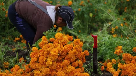 Still-footage-of-a-Mexican-farmer-woman-preparing-the-harvest-of-marigold-flowers-for-selling