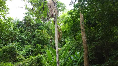 slowly-rising-above-the-forest-floor-to-the-canopy-in-the-jungles-of-Columbia