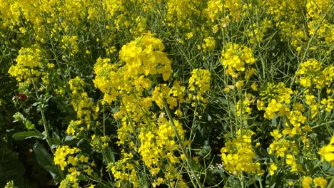 Vemos-Con-Un-Movimiento-Ascendente-De-La-Cámara-Muchas-Plantas-De-Colza,-Visualizando-Al-Principio-Sus-Tallos-Verdes-Y-Flores-Amarillas-Y-Luego-El-Cultivo-Extensivo-En-Primavera-Toledo-España