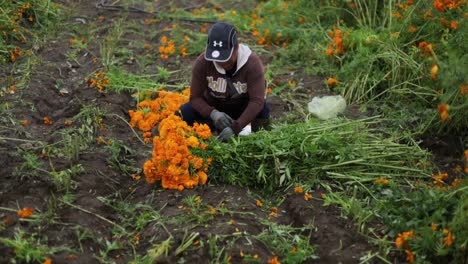 Aufnahmen-Einer-Frau,-Die-Die-Frisch-Geernteten-Ringelblumen-Auf-Den-Ländlichen-Feldern-Von-Puebla-Vorbereitet