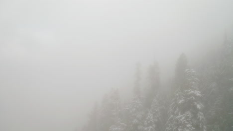 Luftaufnahme-Eines-Nebligen,-Wolkigen-Waldes-Und-Schneebedeckter-Kiefern,-Schlechte-Sicht