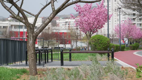 Urban-spring-tree-in-foreground-with-cherry-blossoms-blooming-in-a-city-park,-signaling-the-arrival-of-spring-in-the-cityscape