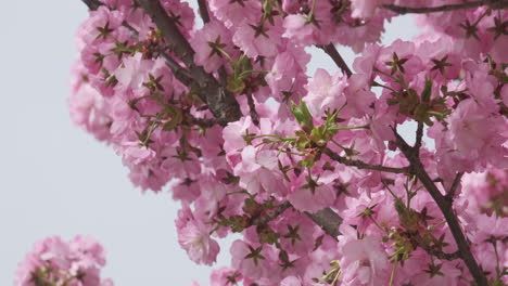 Flores-De-Cerezo-En-Plena-Floración,-Una-Suave-Señal-De-La-Llegada-De-La-Primavera,-Capturadas-En-Un-Enfoque-Suave-Con-Una-Sutil-Luz-Solar.