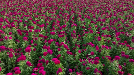 Push-in-video-of-Terciopelo-flower-plantation-in-Puebla,-México