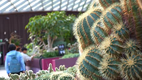 Rack-focus-capturing-beautiful-spiny-cactus-in-a-greenhouse-environment,-reveals-tourists-in-the-background-at-Flower-Dome-conservatory,-Gardens-by-the-bay,-Singapore