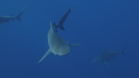 Bullenhai-Schwimmt-In-Zeitlupe,-Sonnenlicht-Plätschert-Auf-Seiner-Haut