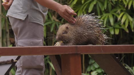 Un-Cuidador-Del-Zoológico-Toca-El-Lomo-De-Un-Puercoespín-Sunda,-Que-Se-Enrolla-Para-Mostrar-Sus-Púas