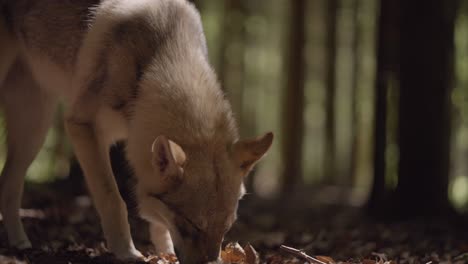 Ein-Wolfshund-Schnüffelt-Im-Wald