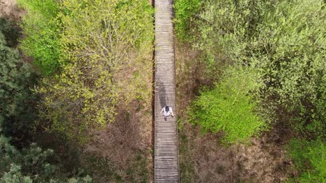 Luftaufnahme-Eines-Mannes,-Der-über-Einen-Holzweg-Im-Wald-Von-Plateaux-Hageven-Läuft