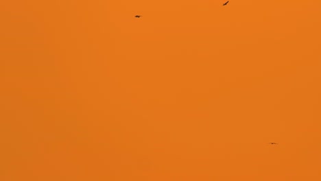 Adlervögel-Fliegen-Bei-Sonnenuntergang-Im-Orangefarbenen-Himmel---Aufnahme-Aus-Niedrigem-Winkel