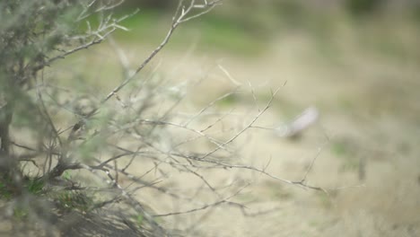 Wide-shot-of-a-bottle-stuck-in-the-sand-with-a-shrub-in-the-foreground