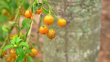 Beautiful-shot-of-Barbados-gooseberry-on-the-vine-ripe-and-ready-for-harvest