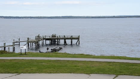 Rocky-Point-Park-Alte-Zerstörte-Anlegestelle-Am-Ozeanstrand-Und-Am-Grasbewachsenen-Ufer