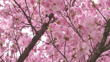 Zarte-Kirschblüten-In-Voller-Blüte,-Ein-Sanftes-Zeichen-Der-Ankunft-Des-Frühlings,-Eingefangen-In-Weichem-Fokus-Mit-Subtilem-Sonnenlicht