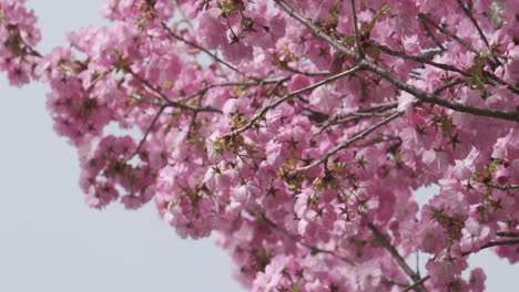 Primer-Plano-En-Cámara-Lenta-De-Delicadas-Flores-De-Cerezo-Meciéndose-Con-Una-Suave-Brisa-Primaveral,-Mostrando-La-Serena-Belleza-De-La-Naturaleza