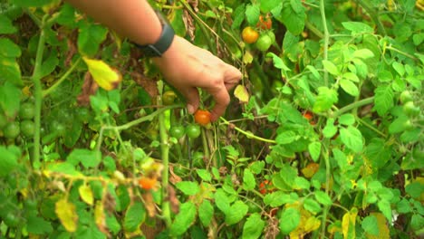 Pflücken-Von-Roten,-Orangen-Und-Grünen-Tomaten,-Die-An-Einer-Tomatenrebe-Hängen,-Mit-Einigen-Getrockneten-Blättern-Drumherum,-Anbau-Auf-Einem-Grünen-Bauernhof