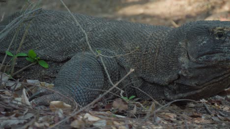 Close-up-of-Komodo-dragon-motionless-on-ground