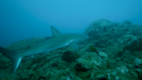 Grauer-Riffhai-Kreuzt-Unter-Wasser-Entlang-Des-Mit-Algen-Bedeckten-Meeresbodens