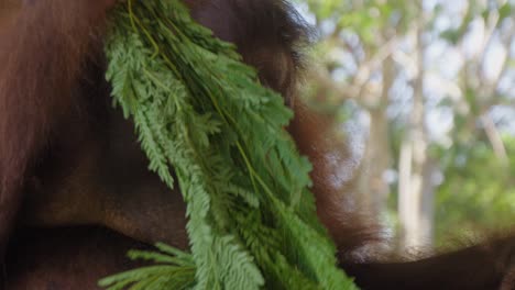 Porträt-Eines-Orang-Utans-Mit-Pflanzen-In-Der-Hand.-Nahaufnahme