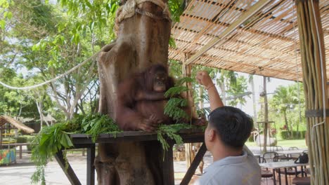 Caretaker-High-five-'s-an-orangutan-in-exchange-for-watermelon-at-Bali-Zoo