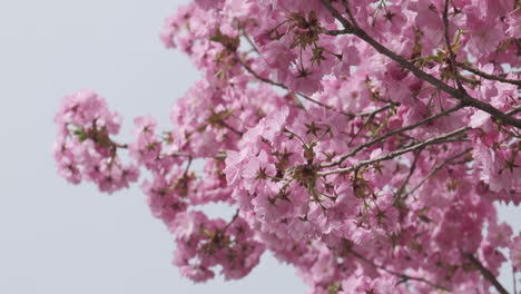 Primer-Plano-En-Cámara-Lenta-De-Delicadas-Flores-De-Cerezo-Meciéndose-Con-Una-Suave-Brisa-Primaveral,-Mostrando-La-Serena-Belleza-De-La-Naturaleza