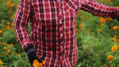 Video-of-a-Mexican-woman-preparing-bouquets-of-recently-harvested-marigold-flowers