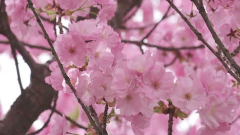 Nahaufnahme-In-Zeitlupe-Von-Zarten-Kirschblüten,-Die-In-Einer-Sanften-Frühlingsbrise-Schwanken-Und-Die-Heitere-Schönheit-Der-Natur-Zur-Schau-Stellen