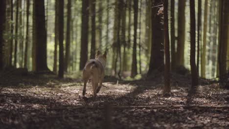 Wolfshund-Rennt-Durch-Den-Wald