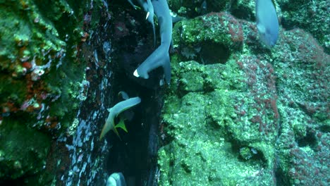 Moray-eel-jammed-up-alongside-whitetip-reef-sharks-resting-in-coral-fissure