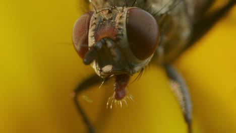 Extreme-macro-of-Hose-Fly-on-yellow-flower-in-nature