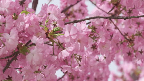 Cherry-blossoms-in-full-bloom,-a-gentle-sign-of-spring's-arrival,-captured-in-soft-focus-with-subtle-sunlight