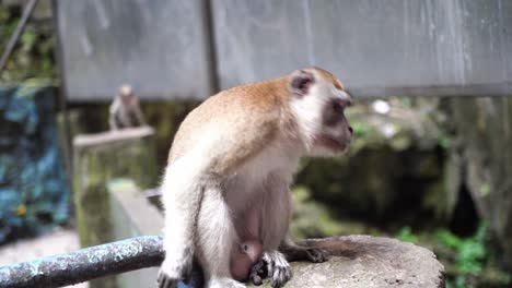 Mono-Macaco-De-Cola-Larga-Mirando-Alrededor-Y-Saliendo-Del-Marco-En-Las-Cuevas-De-Batu-En-Selangor,-Malasia