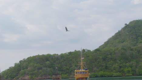 Águila-Marina-De-Vientre-Blanco-Volando-Entre-Barcos-Turísticos-Anclados-En-Una-Bahía-Cerca-De-La-Isla-De-Komodo,-Indonesia