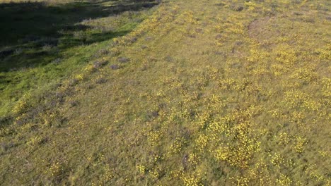 Solitary-horse-standing-in-a-field-of-yellow-wildflowers---aerial