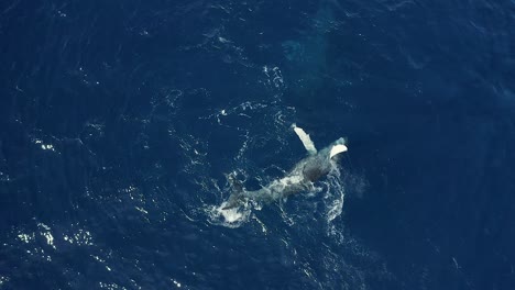 Rollos-De-Ballena-Golpeando-Las-Aletas-Dorsales-Y-La-Aleta-En-La-Superficie-Del-Agua,-Antena-Estática-De-Arriba-Hacia-Abajo