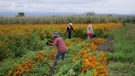 Imágenes-De-Un-Grupo-De-Agricultores-Cosechando-Flores-De-Cempasúchil.