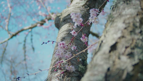 Cherry-blossom-tree-with-green-moss-and-pretty-pink-flowers