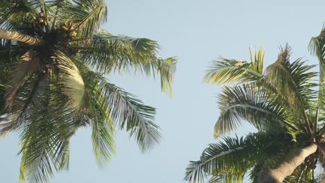 Two-palm-trees-swaying-in-the-wind-from-underneath