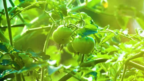 Tomate-Verde-Fresco-E-Inmaduro-En-El-Jardín---Concepto-De-Agricultura-Orgánica