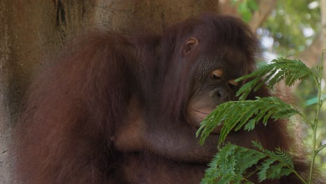 Authentic-scene-of-Orangutan-with-expression-of-sadness-on-face