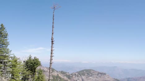 Lone-dead-pine-tree-against-the-mountain-backdrop