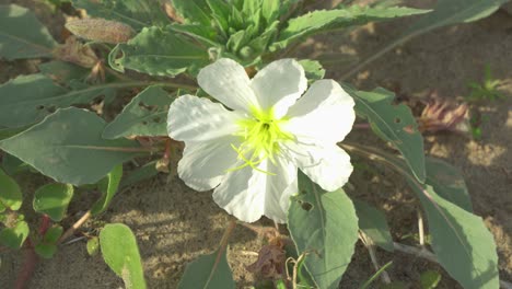 A-close-up-of-a-single-wild-desert-flower-in-the-sand-on-a-bright-and-sunny-day
