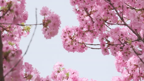 Primer-Plano-En-Cámara-Lenta-De-Delicadas-Flores-De-Cerezo-Meciéndose-Con-Una-Suave-Brisa-Primaveral,-Mostrando-La-Serena-Belleza-De-La-Naturaleza