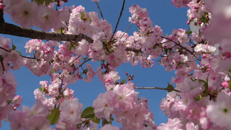 Delicadas-Flores-De-Cerezo-Estallaron-Contra-Un-Cielo-Azul-Claro,-Anunciando-La-Llegada-De-La-Primavera.