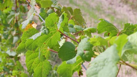 Grüne-Blätter-Auf-Trauben-An-Einem-Sonnigen-Und-Windigen-Tag-Auf-Der-Farm