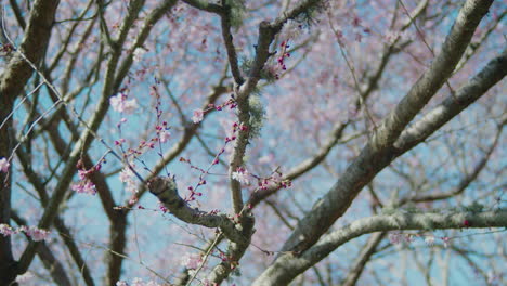 Moosbedeckter-Zweig-Eines-Kirschblütenbaums-In-Voller-Blüte-Mit-Klarem-Blauen-Himmel