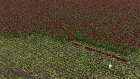 Aerial-footage-of-a-single-farmer-harvesting-a-huge-flower-crop-in-Atlixco,-México