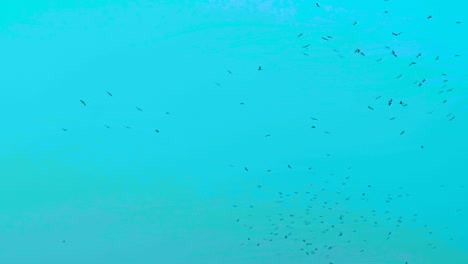 Flock-Of-Vulture-or-Eagle-Birds-Flying-Against-Blue-Sky-In-Bangladesh---Low-Angle-Shot